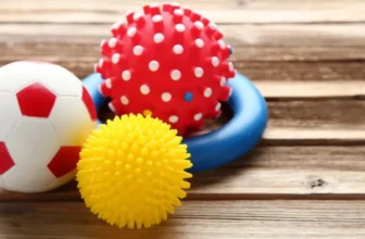 How Can You Find Affordable and Safe Dog Toys?